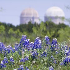 CPbluebonnets1 CPbluebonnets1