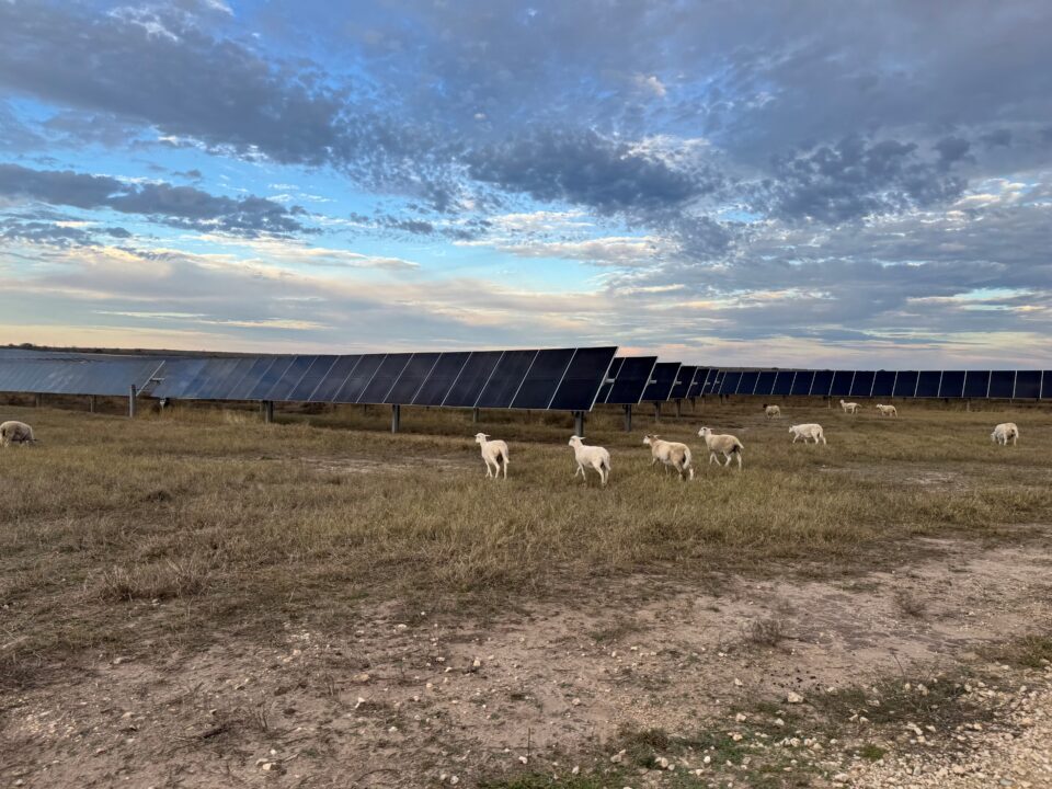 Sheep, Solar, and Sustainability: A Smart Grazing Solution at Brightside