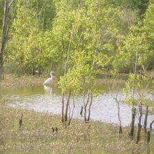 egret2