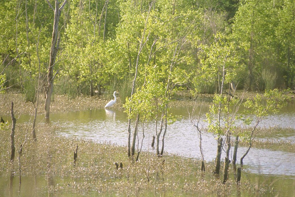 Vistra Awarded with National Mining Reclamation Award